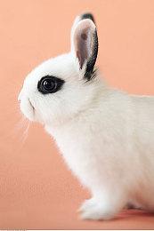 笑死！日本玩家连Switch 2时被夹到手 疼得嗷嗷叫